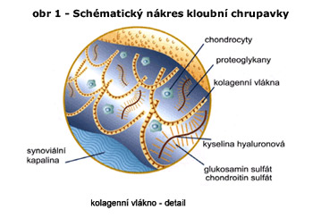 Schématický nákres kloubní chrupavky 