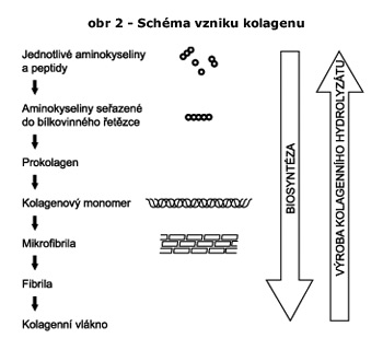 Schéma vzniku kolagenu